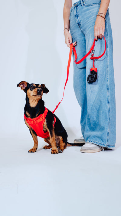 DogSet™ | Laisse + Harnais