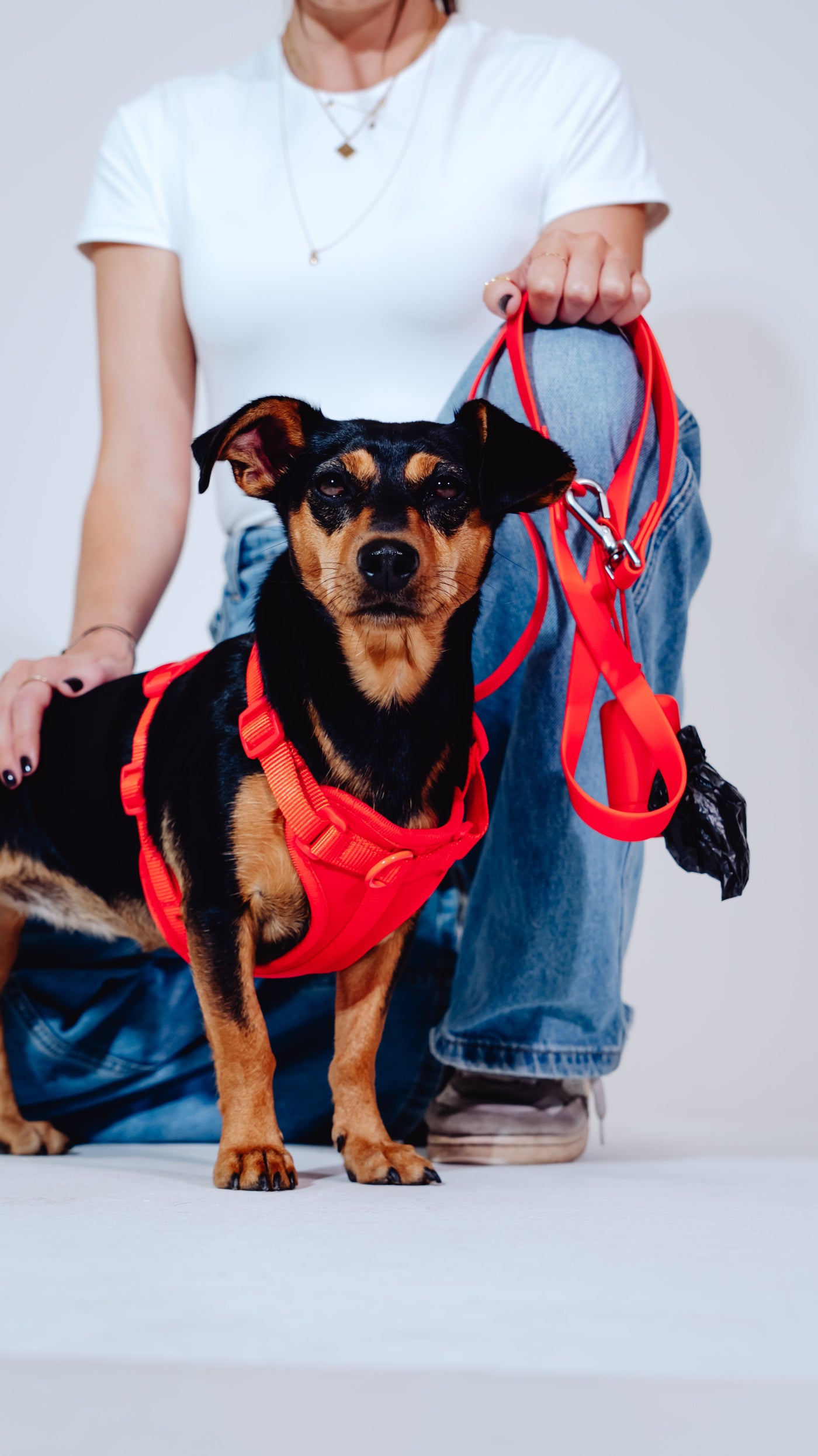 DogSet™ | Laisse + Harnais