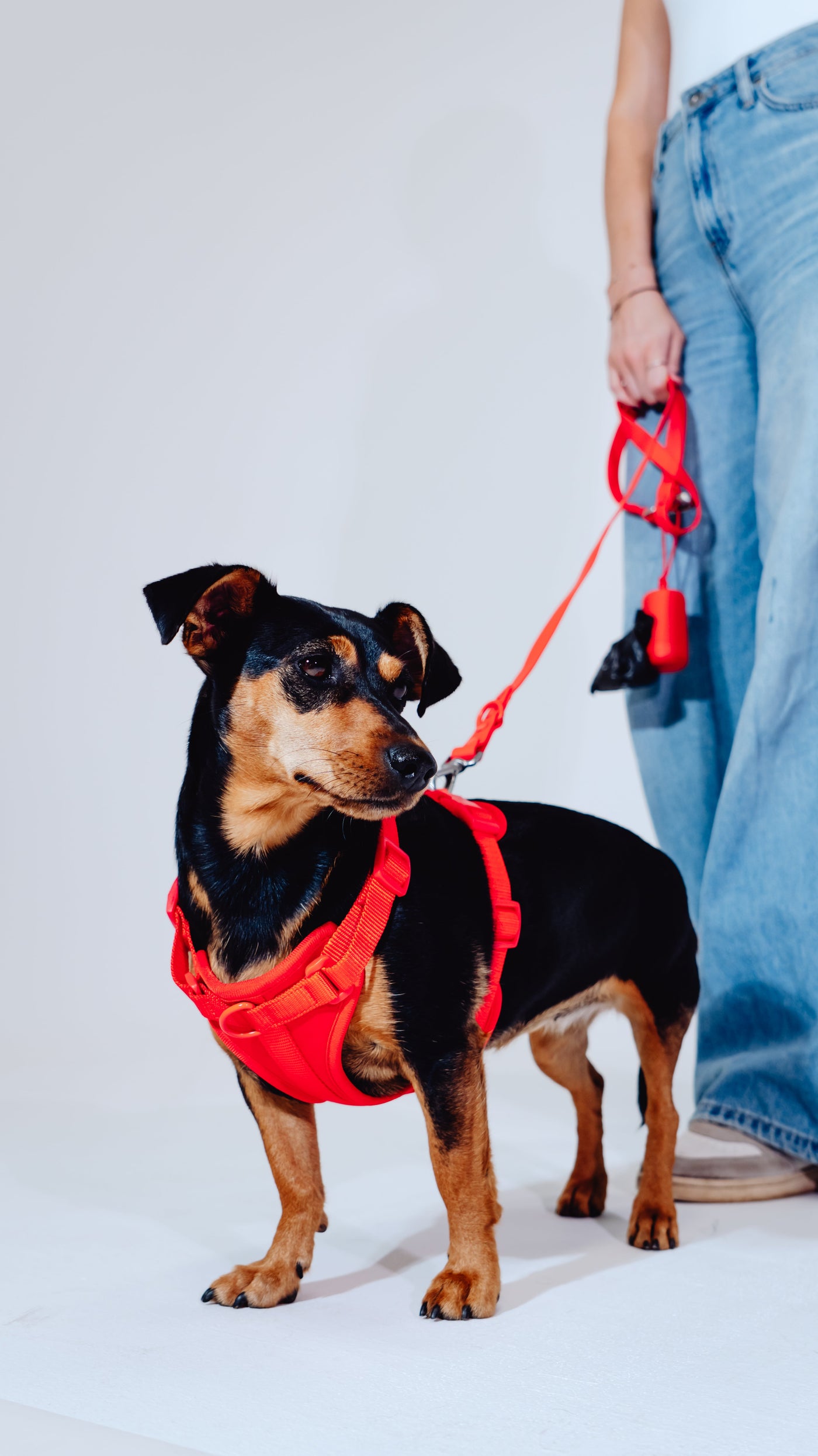 DogSet™ | Laisse + Harnais